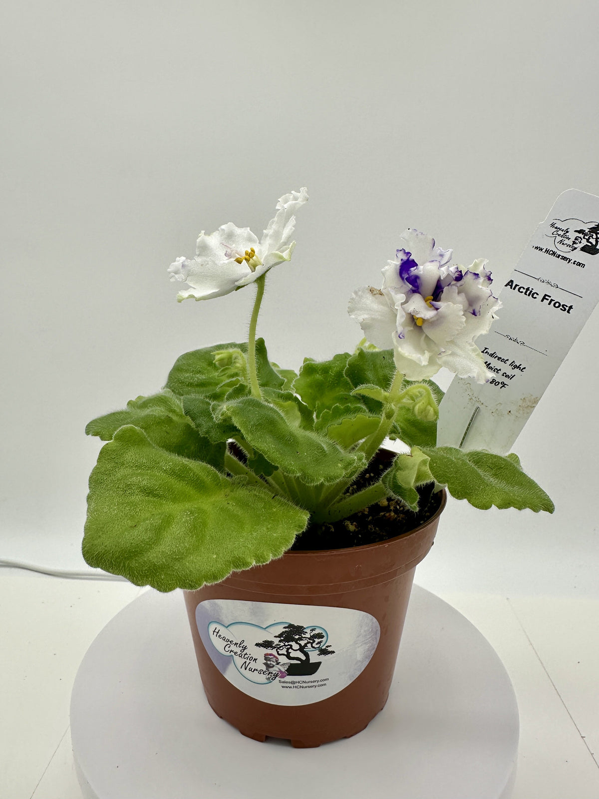 Arctic Frost - Live African Violet 4"