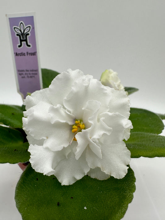 Arctic Frost - Live African Violet 4"