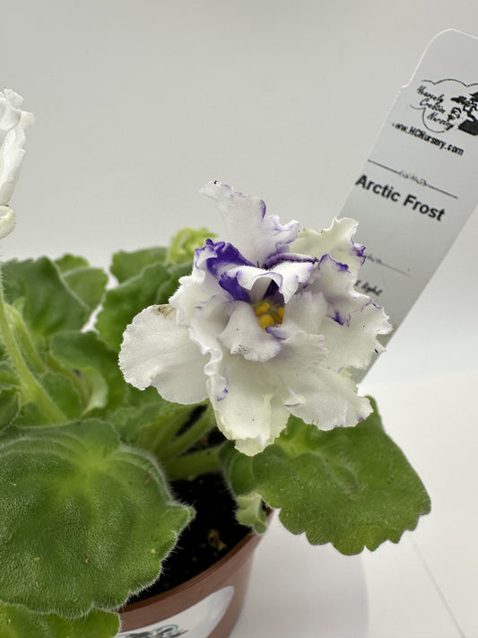 Arctic Frost - Live African Violet 4"