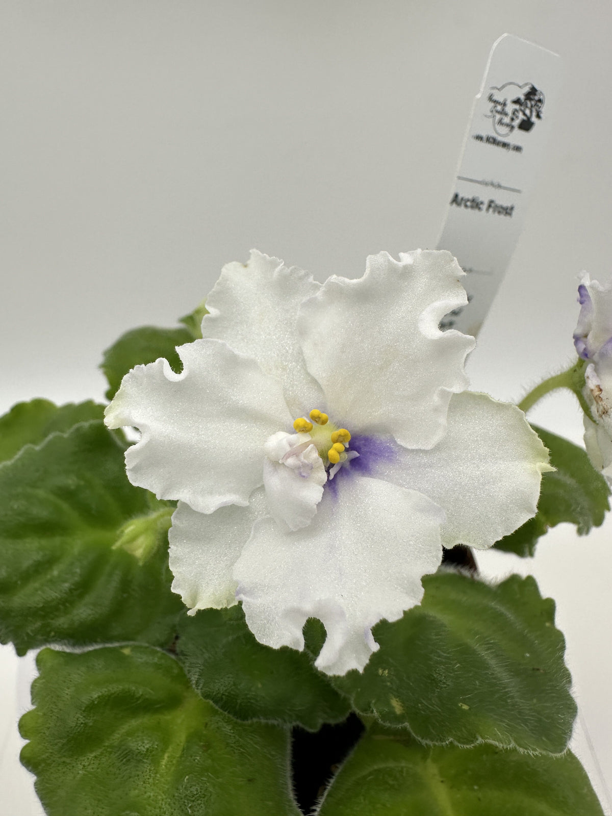 Arctic Frost - Live African Violet 4"