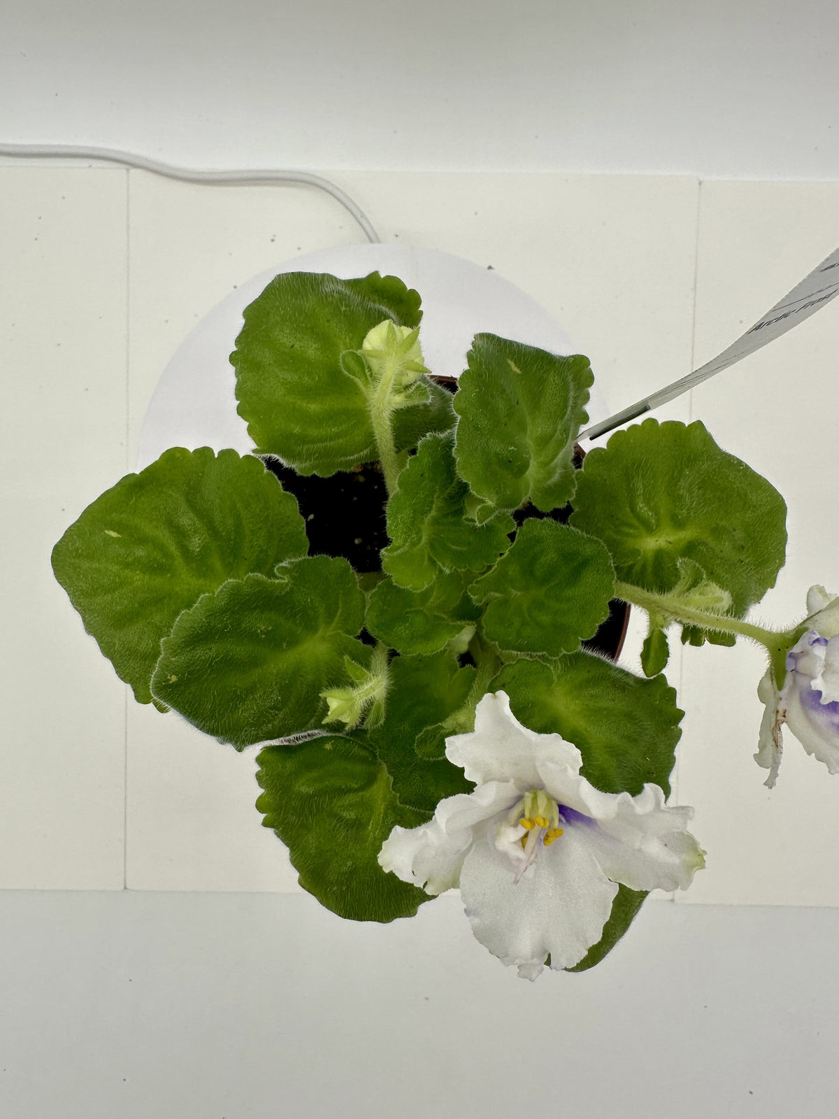 Arctic Frost - Live African Violet 4"