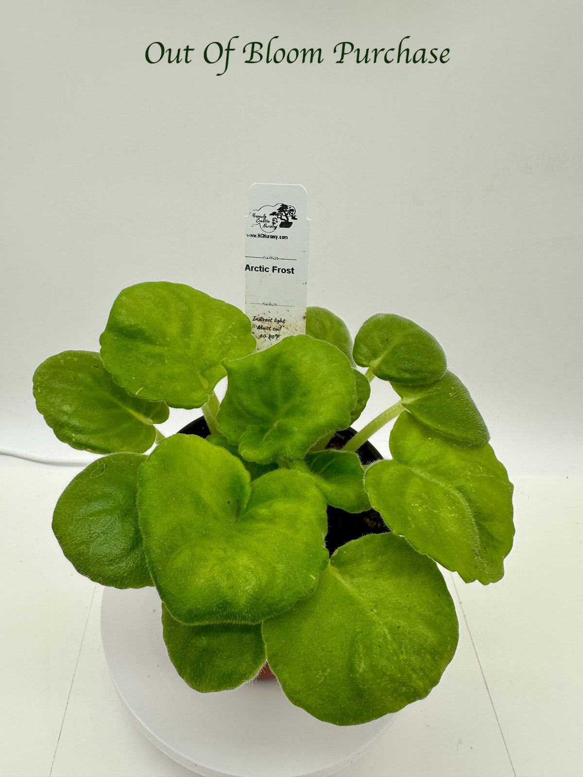 Arctic Frost - Live African Violet 4"