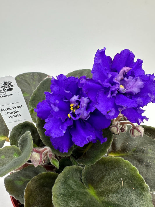 Arctic Frost Purple Hybrid - Live African Violet 4"
