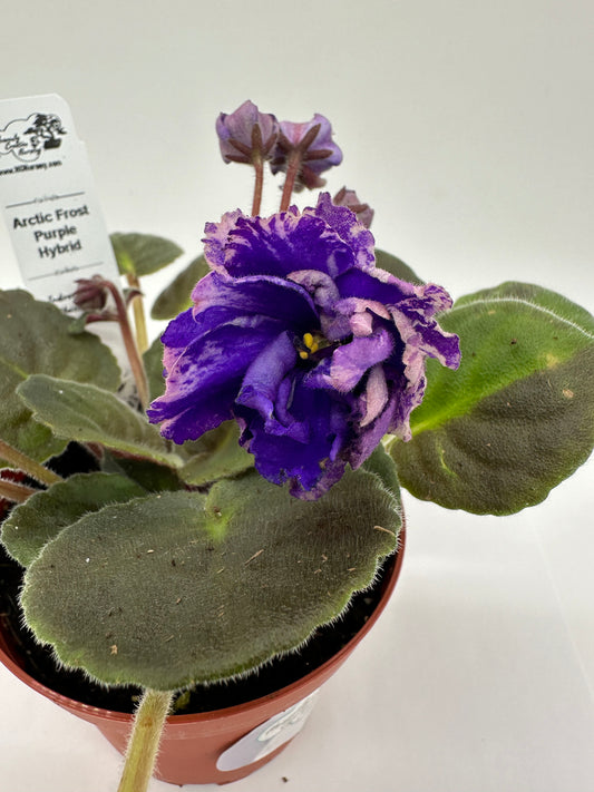 Arctic Frost Purple Hybrid - Live African Violet 4"