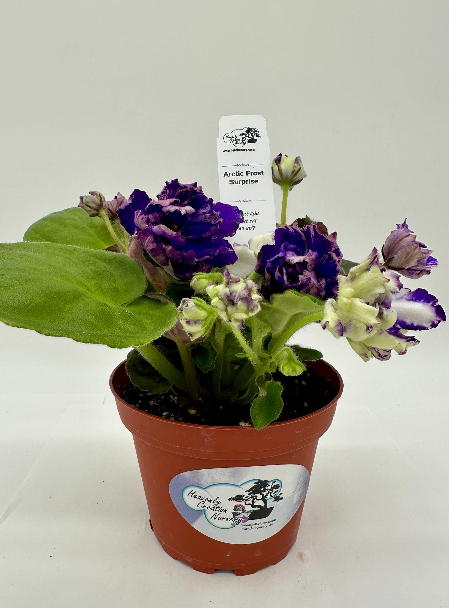 Arctic Frost -  Surprise - Live African Violet 4"
