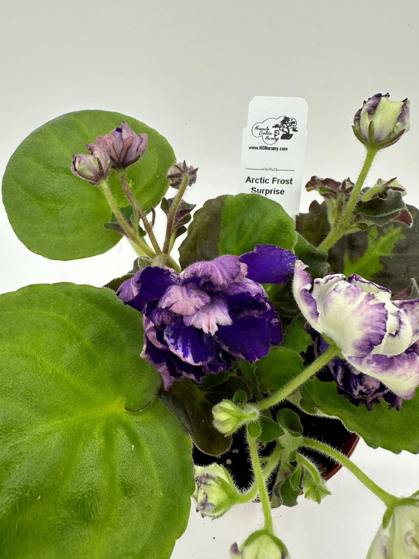 Arctic Frost -  Surprise - Live African Violet 4"