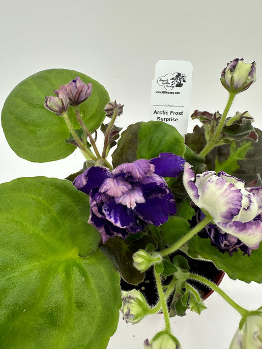 Arctic Frost -  Surprise - Live African Violet 4"