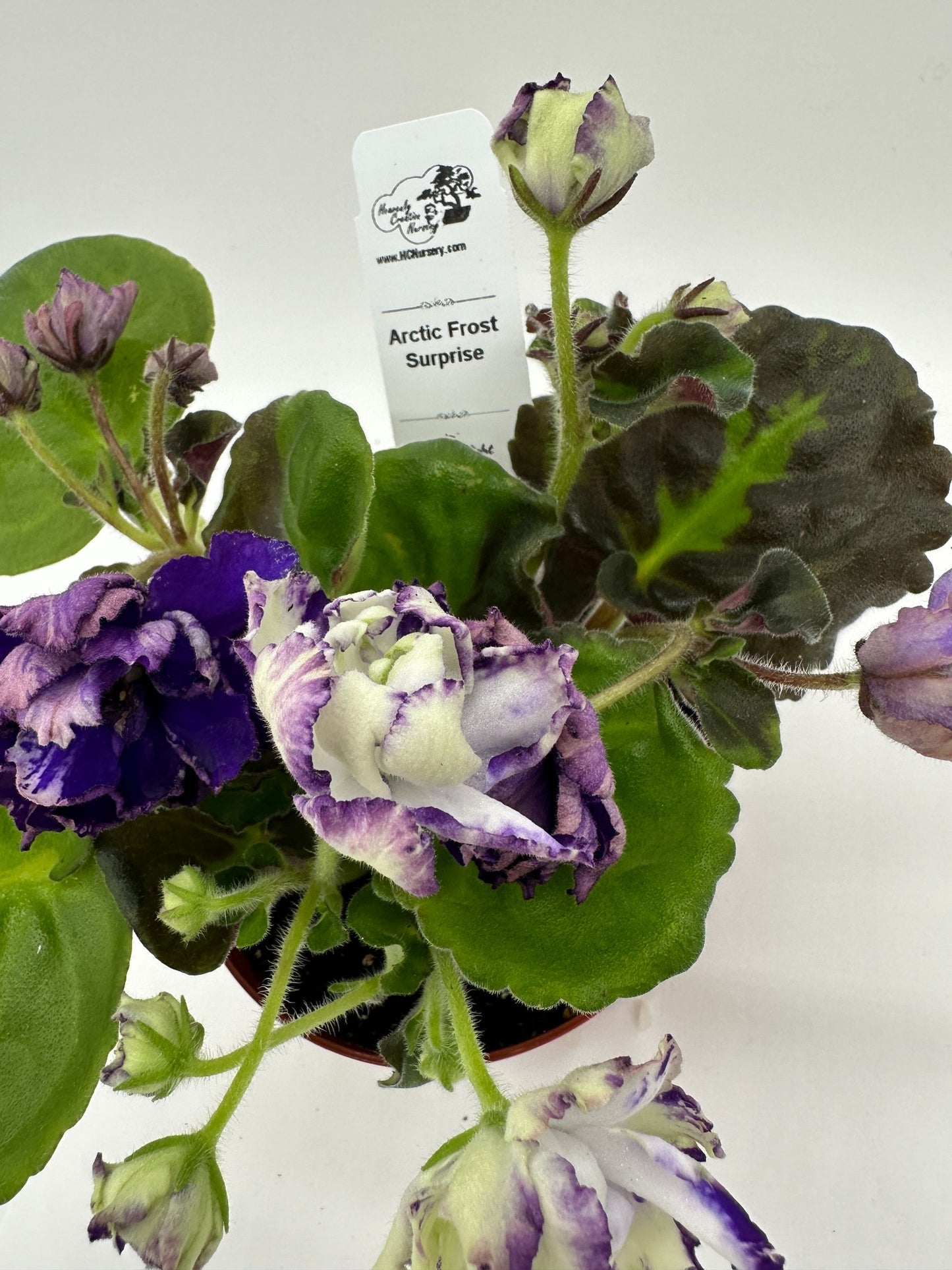 Arctic Frost -  Surprise - Live African Violet 4"