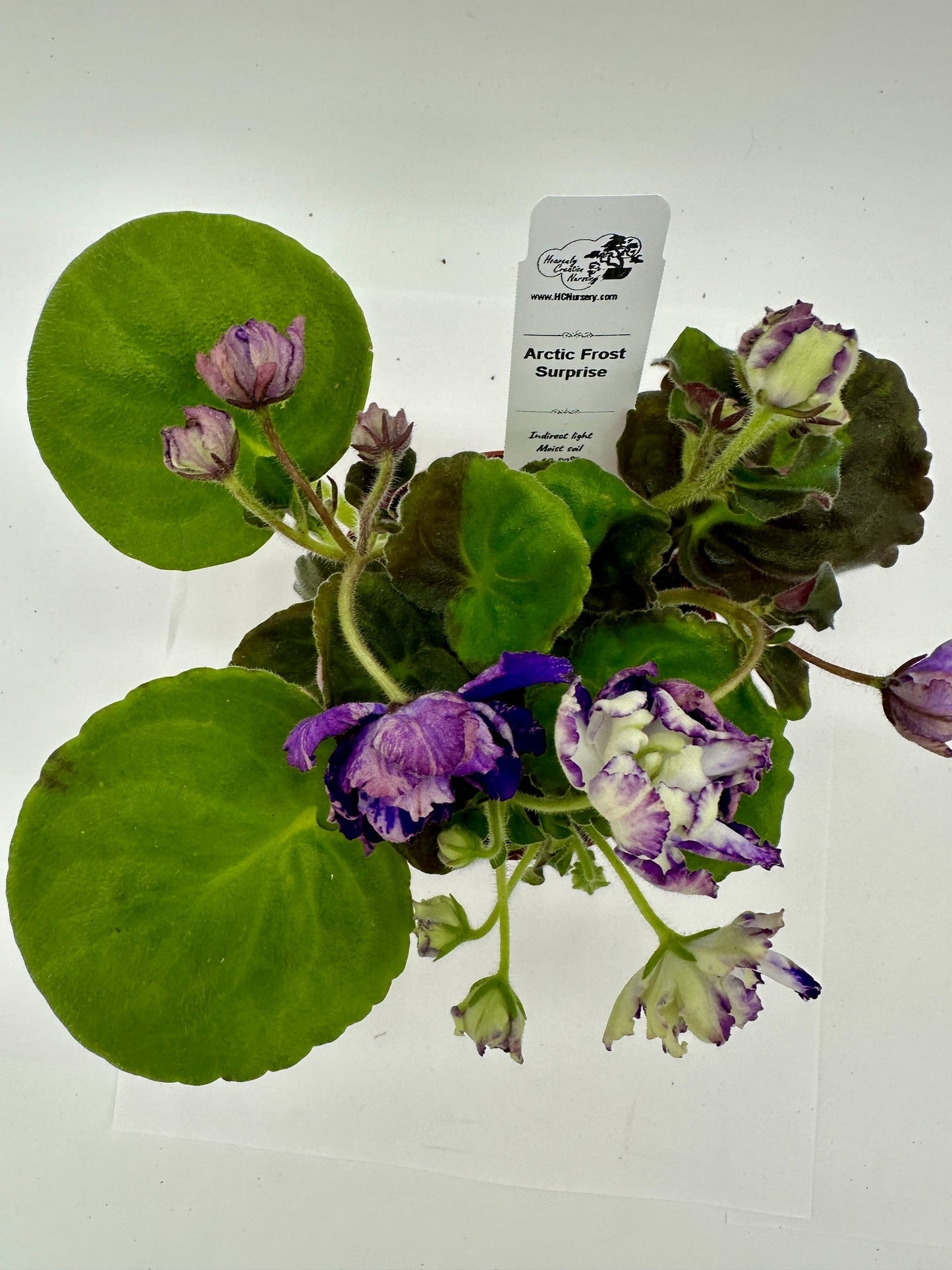 Arctic Frost -  Surprise - Live African Violet 4"