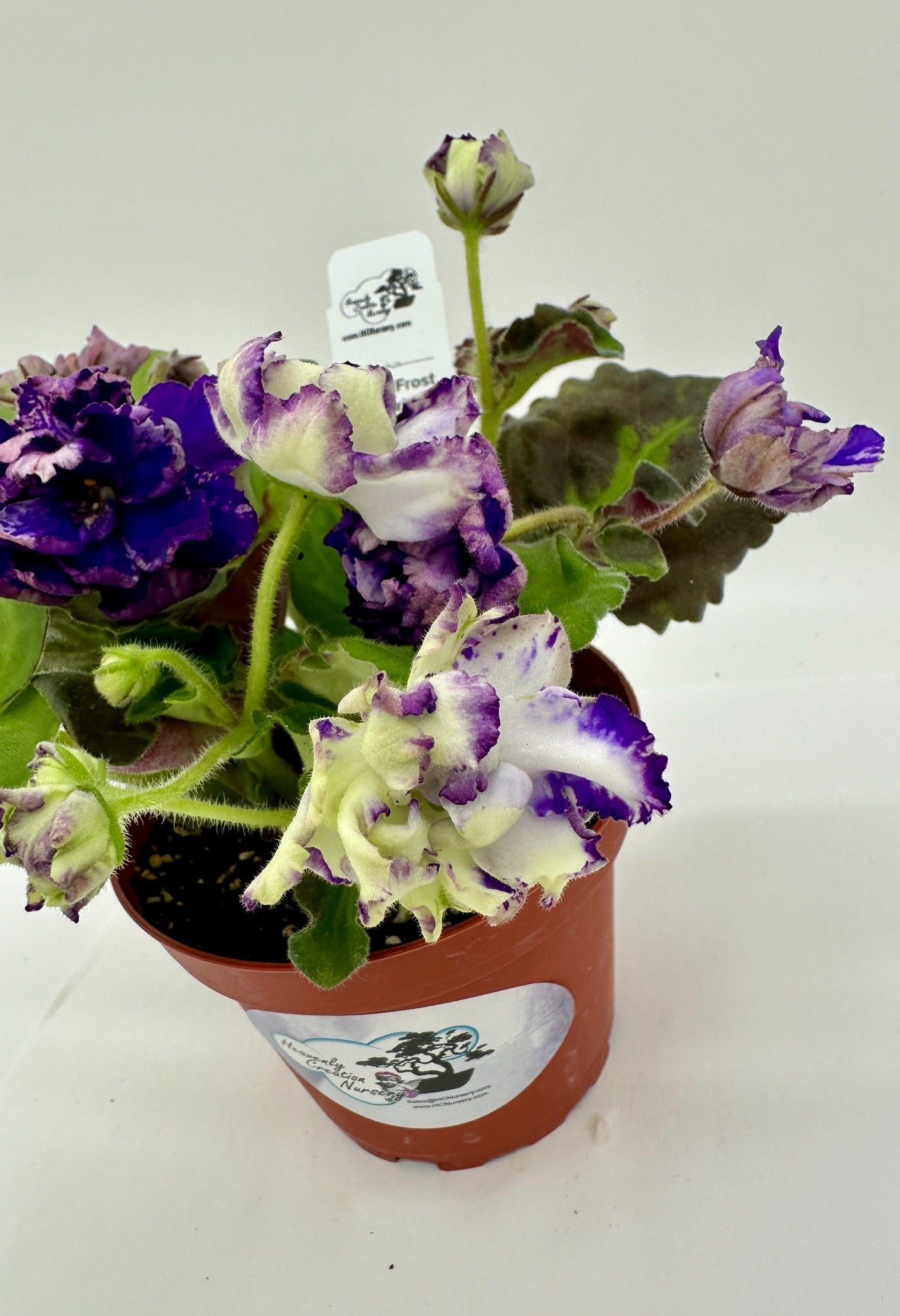 Arctic Frost -  Surprise - Live African Violet 4"