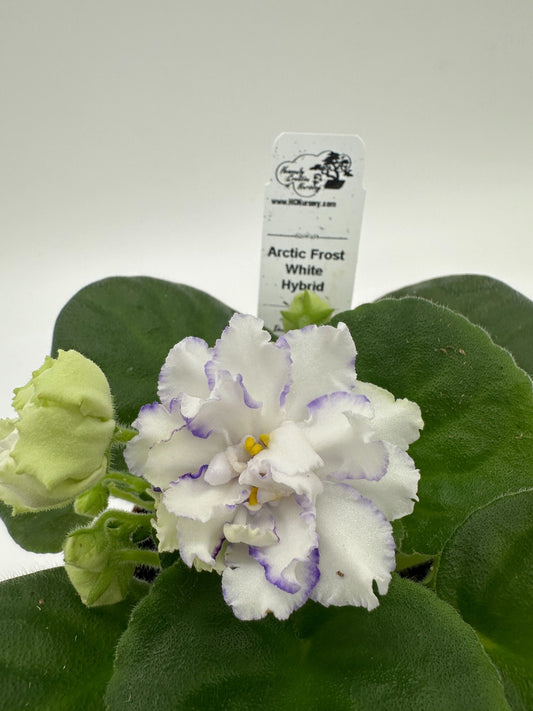 Arctic Frost - White Hybrid - Live African Violet 4"