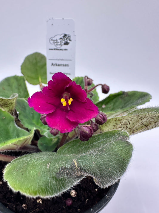 Arkansas - Live African Violet 4" - Series: U.S. States