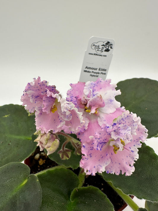 Amour Elite - White/Purple/Pink Hybrid - Live African Violet 4"