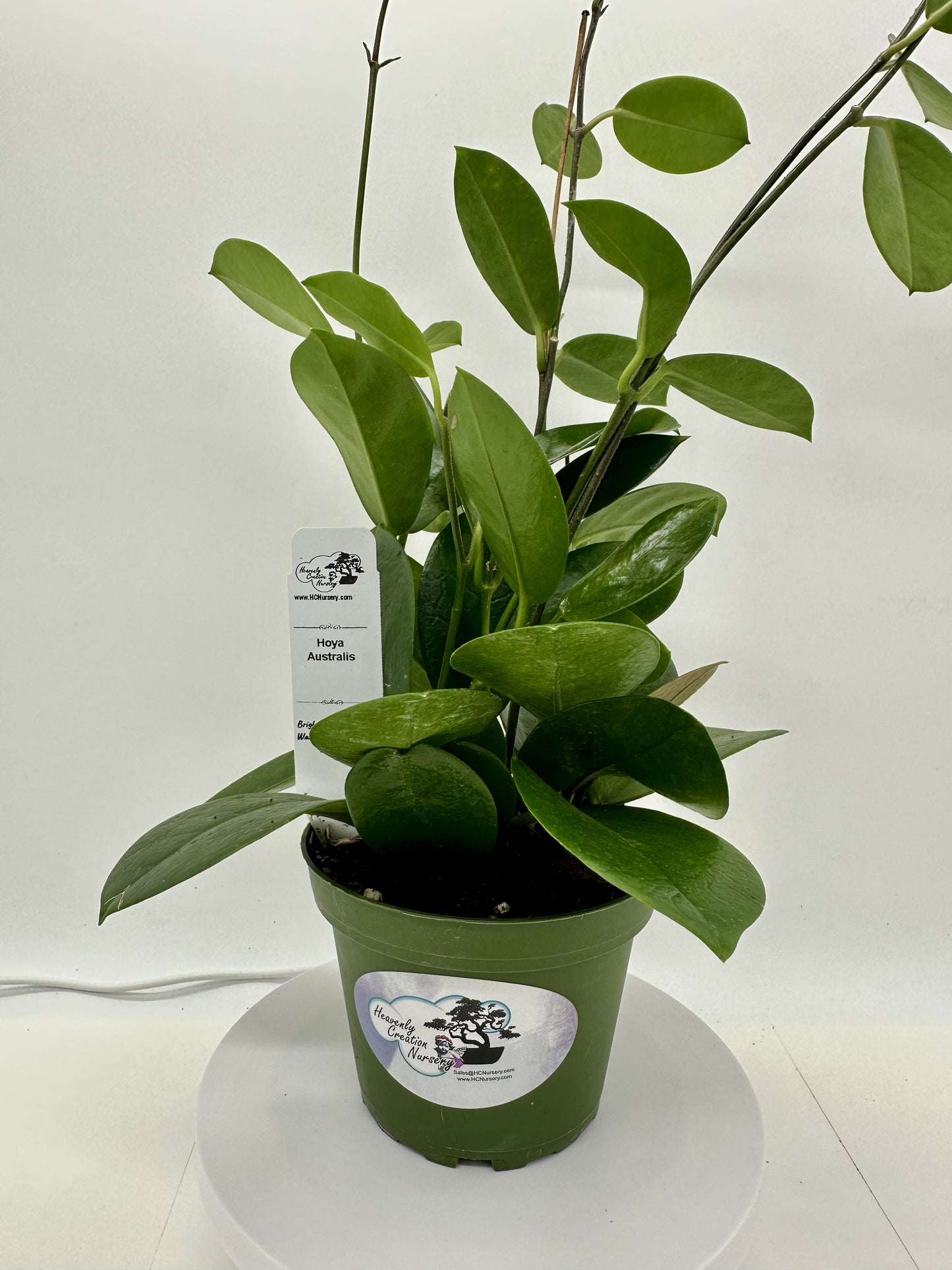 Australis - Live Hoya 4"