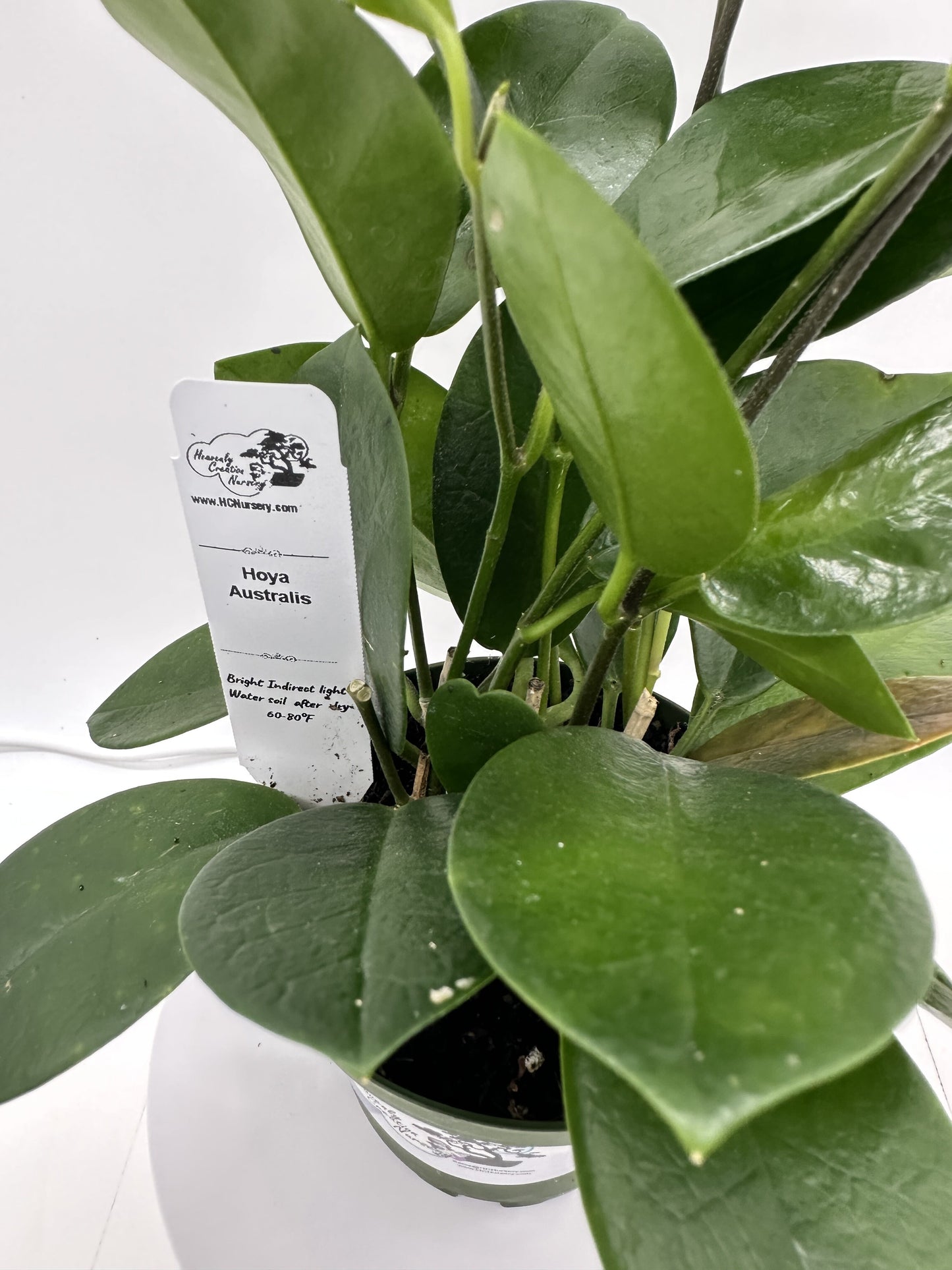 Australis - Live Hoya 4"