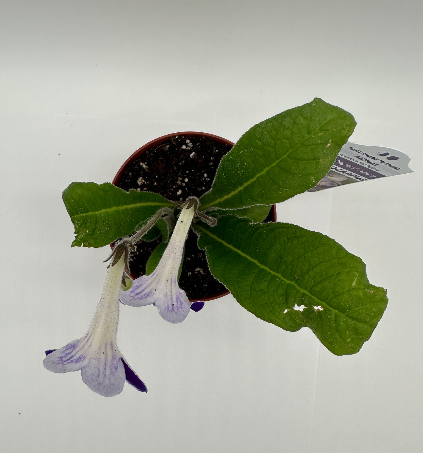 Azure Streptocarpus Ladyslipper (Cape Primrose) Live Plant in 4" nursery pot