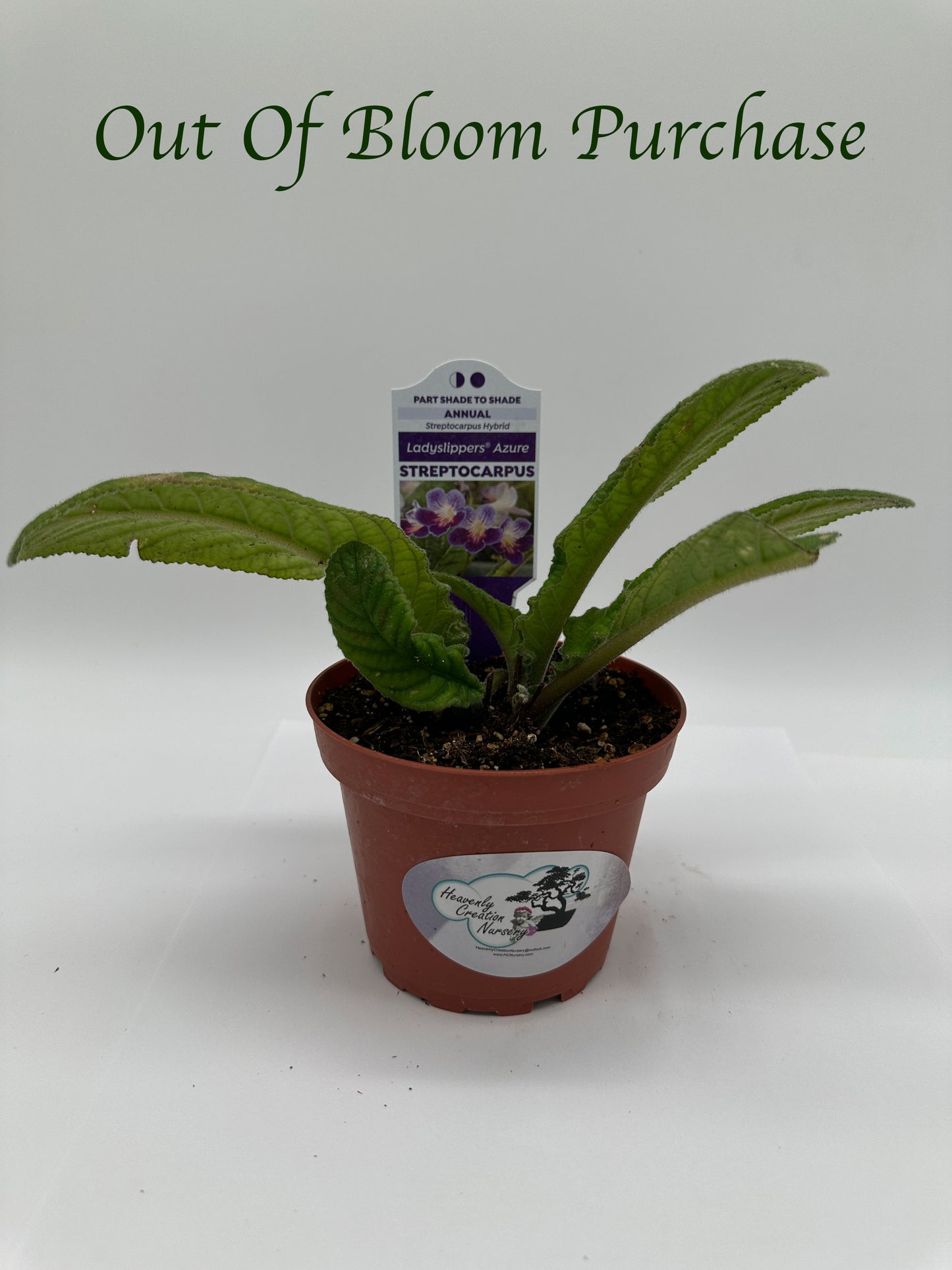 Azure Streptocarpus Ladyslipper (Cape Primrose) Live Plant in 4" nursery pot