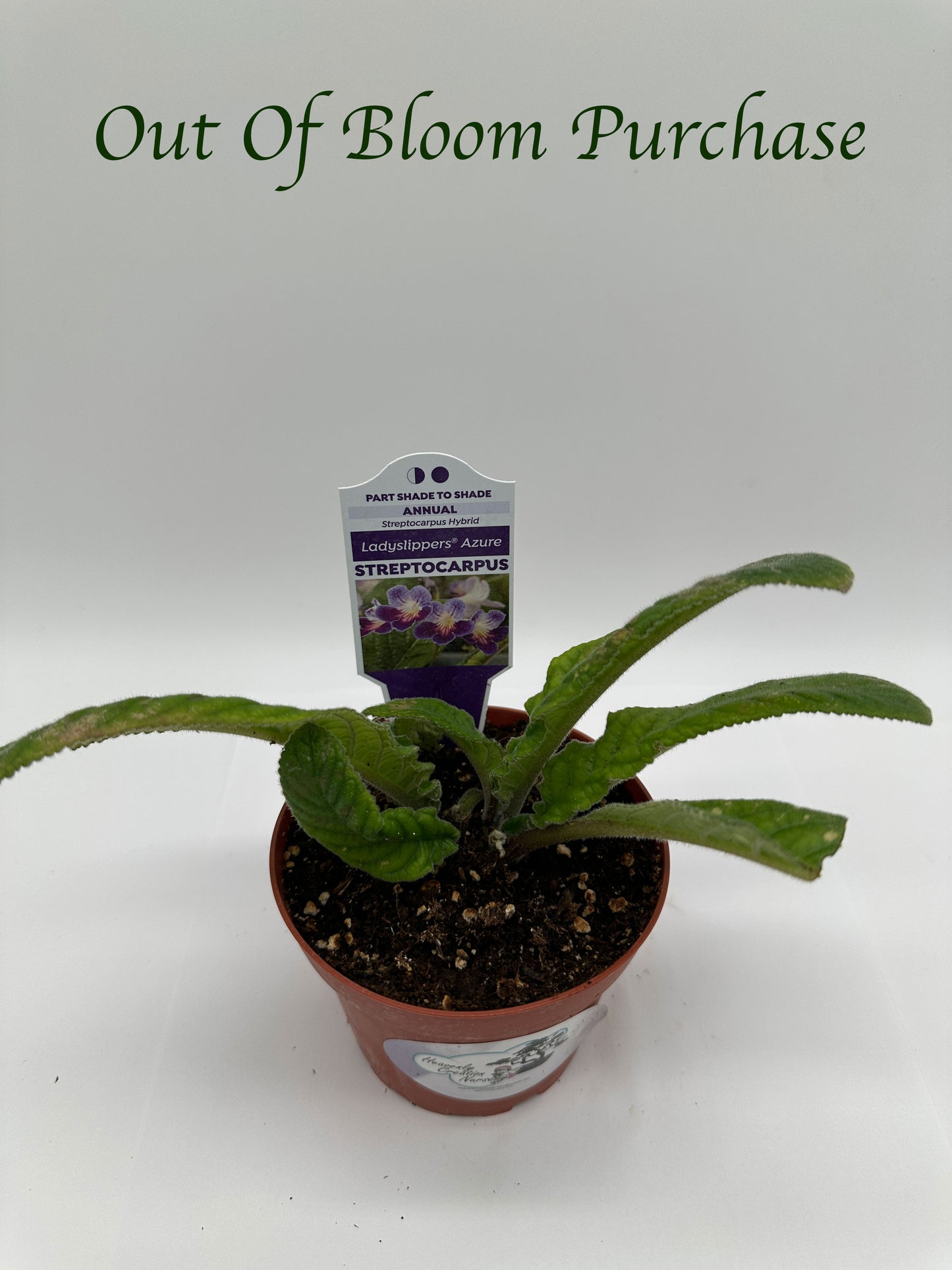 Azure Streptocarpus Ladyslipper (Cape Primrose) Live Plant in 4" nursery pot