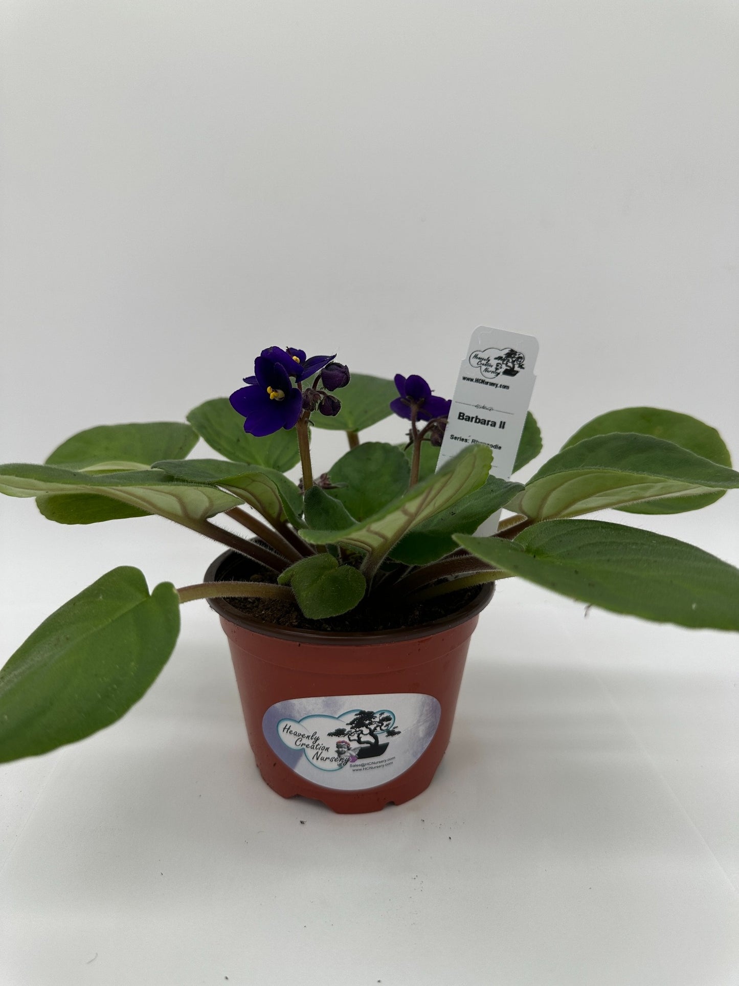 Barbara II - Live African Violet 4" - Series: Rhapsodie