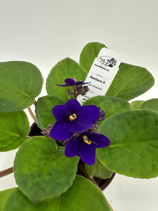 Barbara II - Live African Violet 4" - Series: Rhapsodie