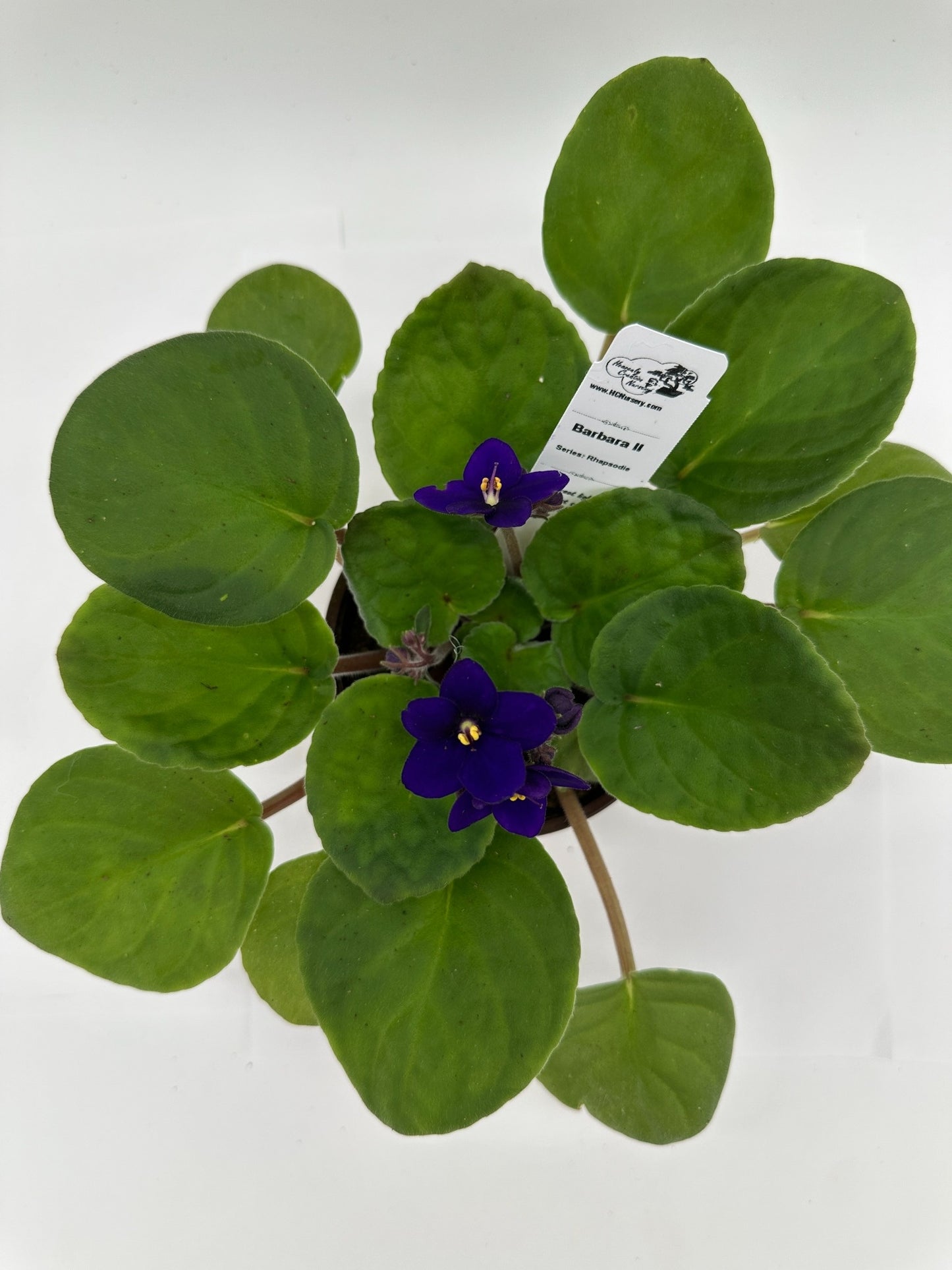 Barbara II - Live African Violet 4" - Series: Rhapsodie
