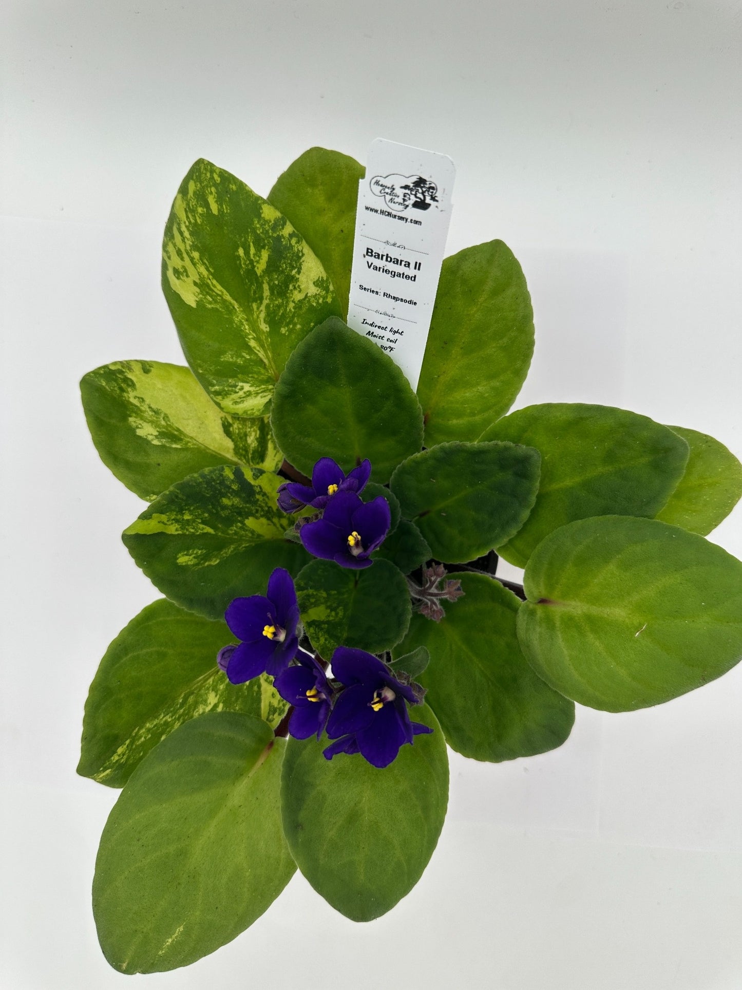 Barbara II - Variegated (Rare) - Live African Violet 4" - Series: Rhapsodie