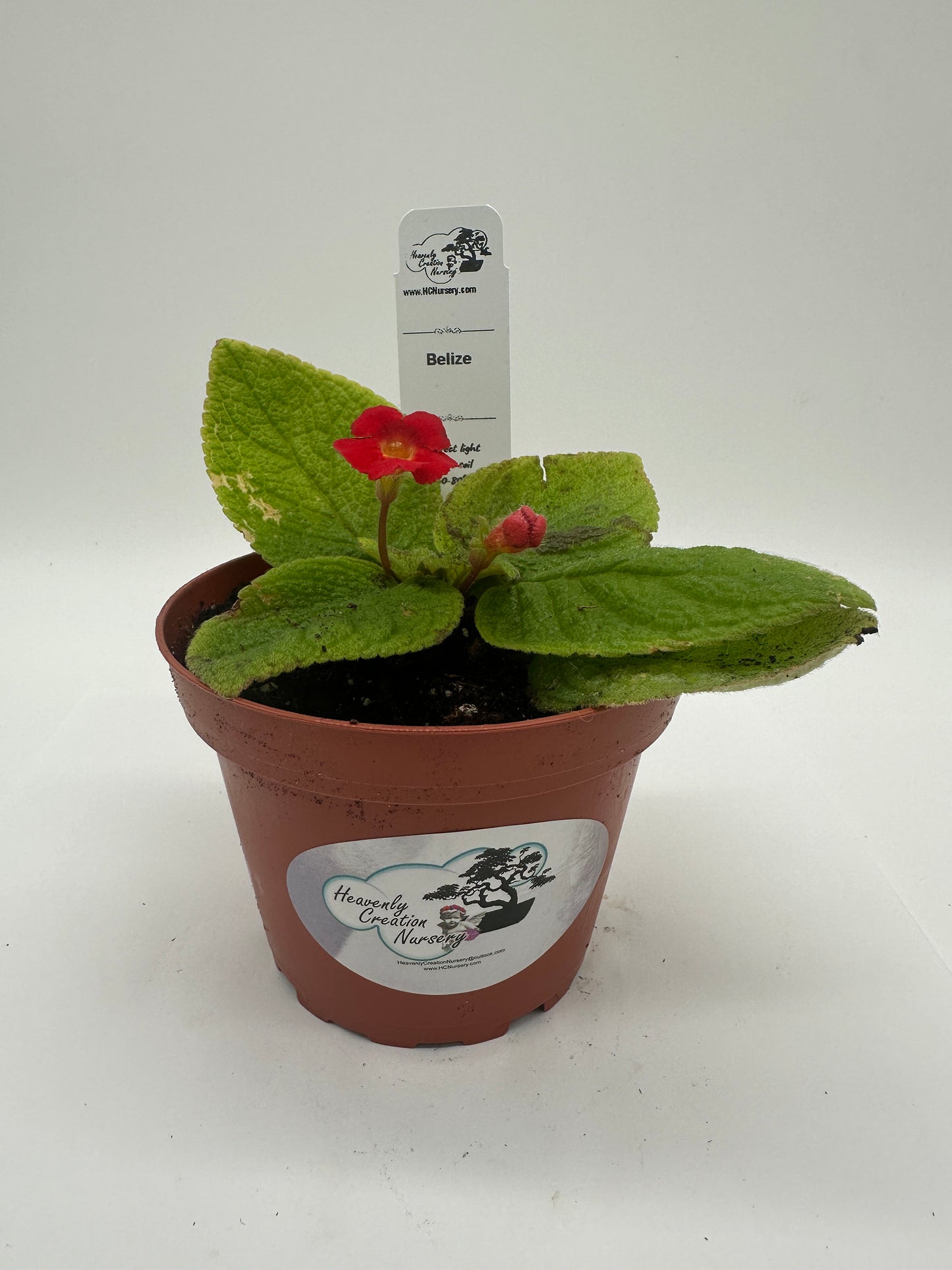 Belize - Live Episcia 4"