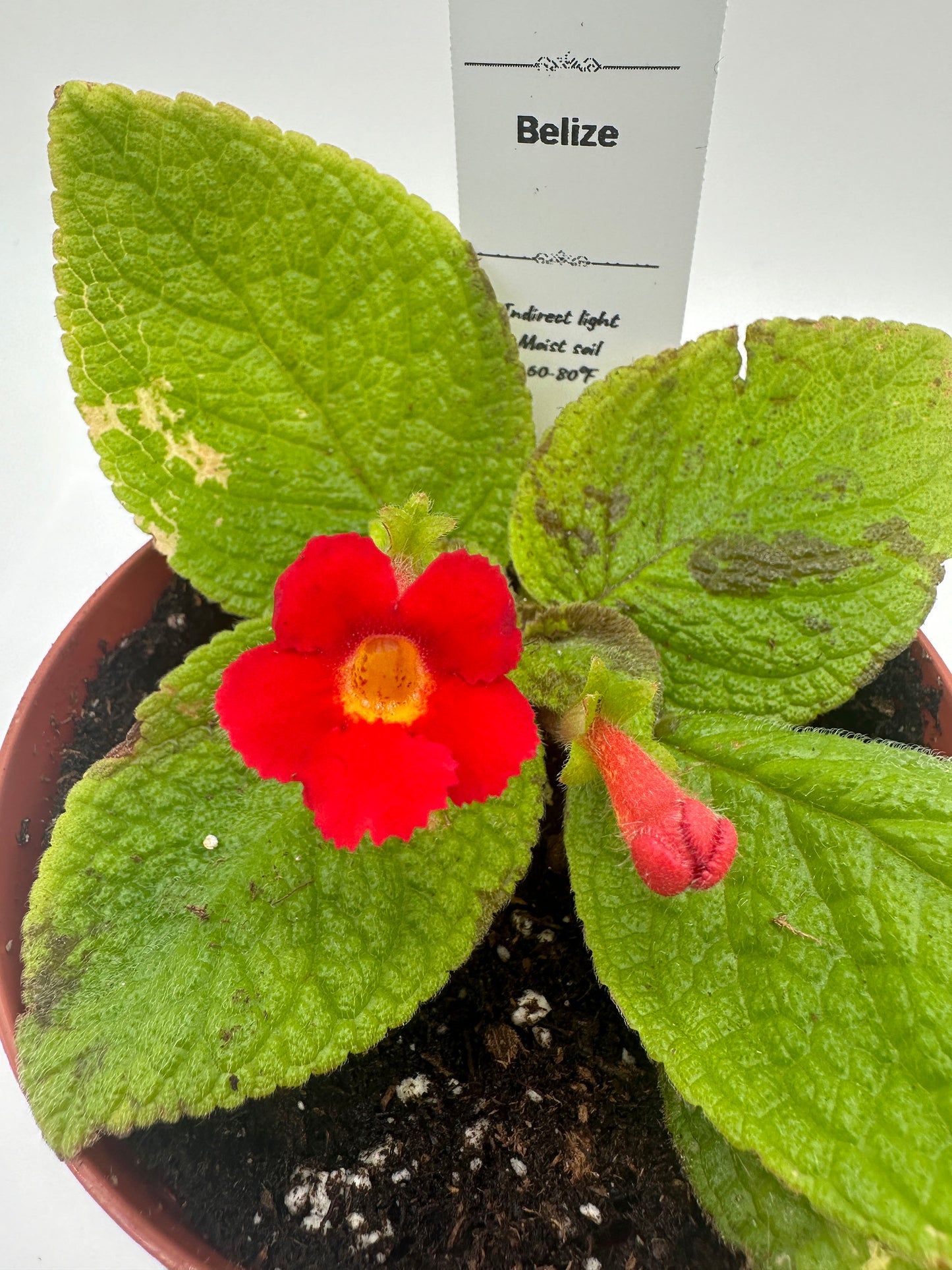 Belize - Live Episcia 4"