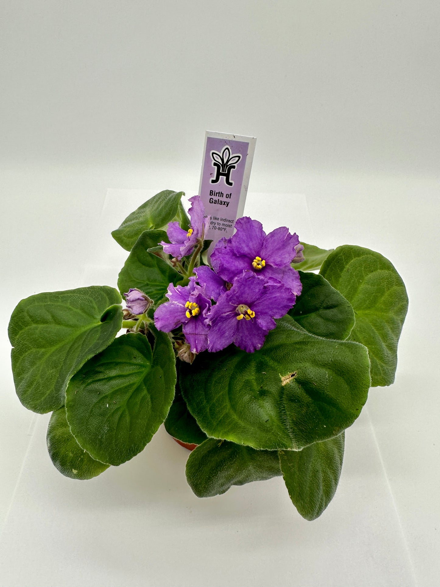 Birth of Galaxy - Live African Violet 4"