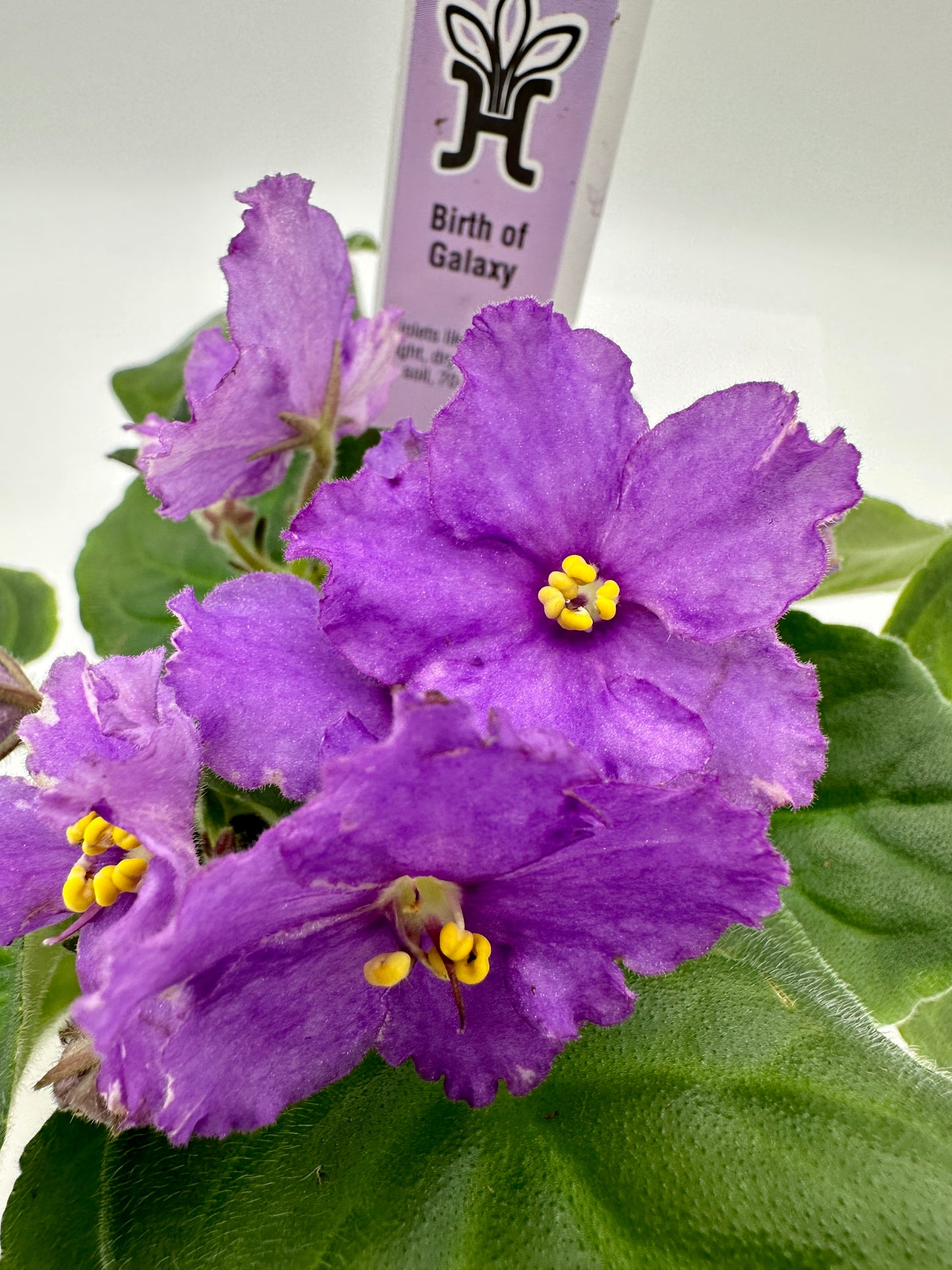 Birth of Galaxy - Live African Violet 4"