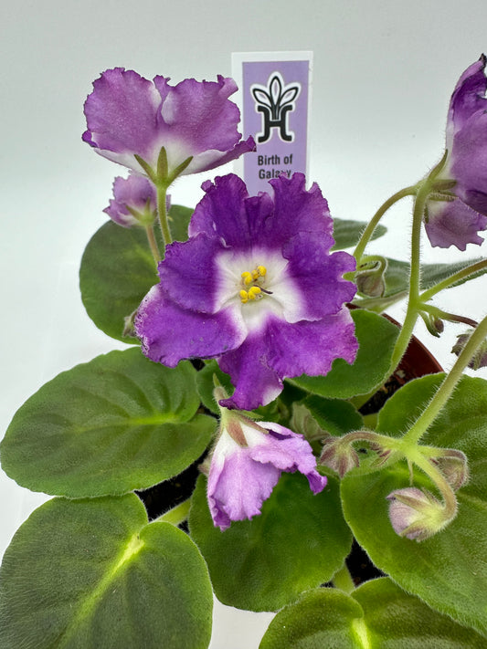 Birth of Galaxy - Live African Violet 4"