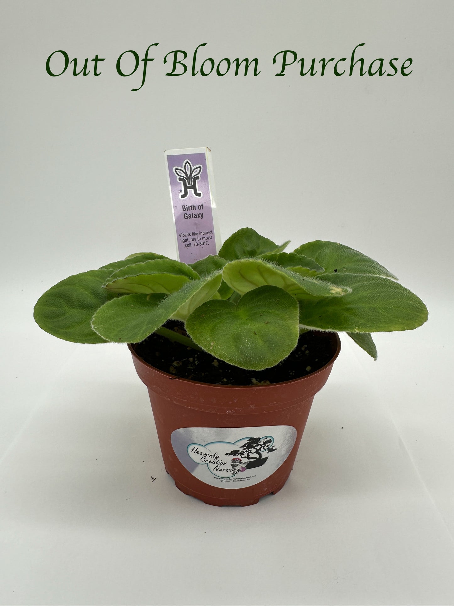 Birth of Galaxy - Live African Violet 4"