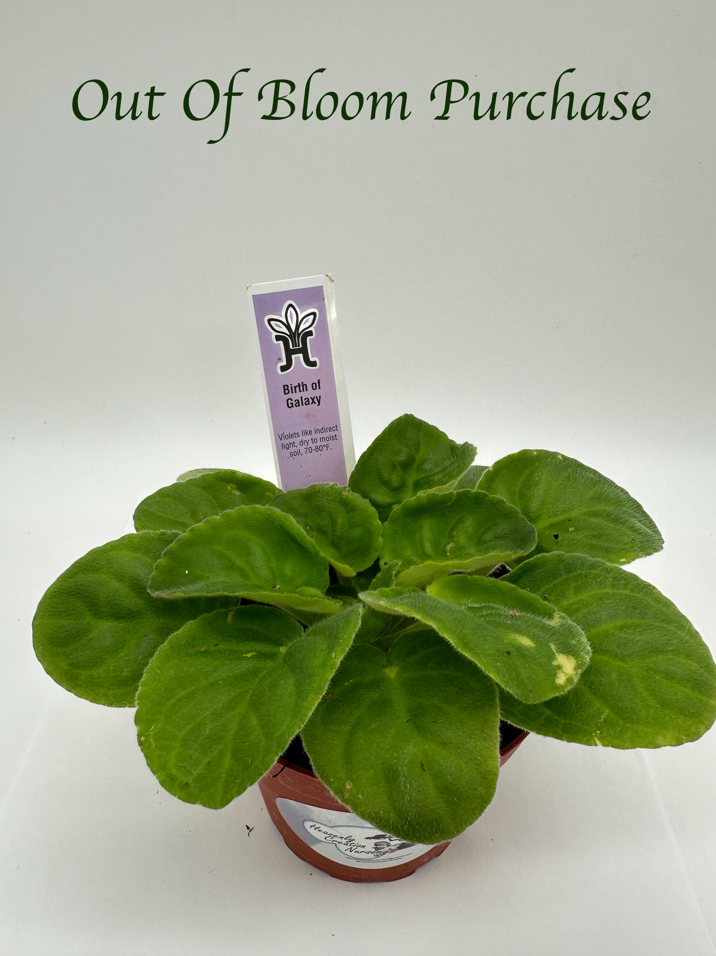 Birth of Galaxy - Live African Violet 4"