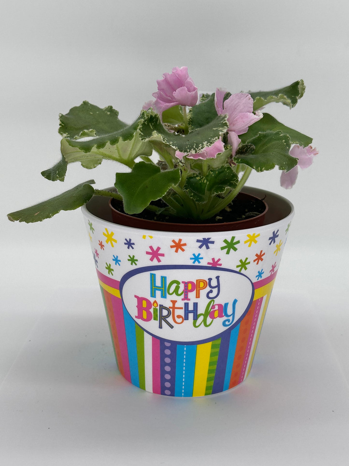 Birthday - Plant Bucket