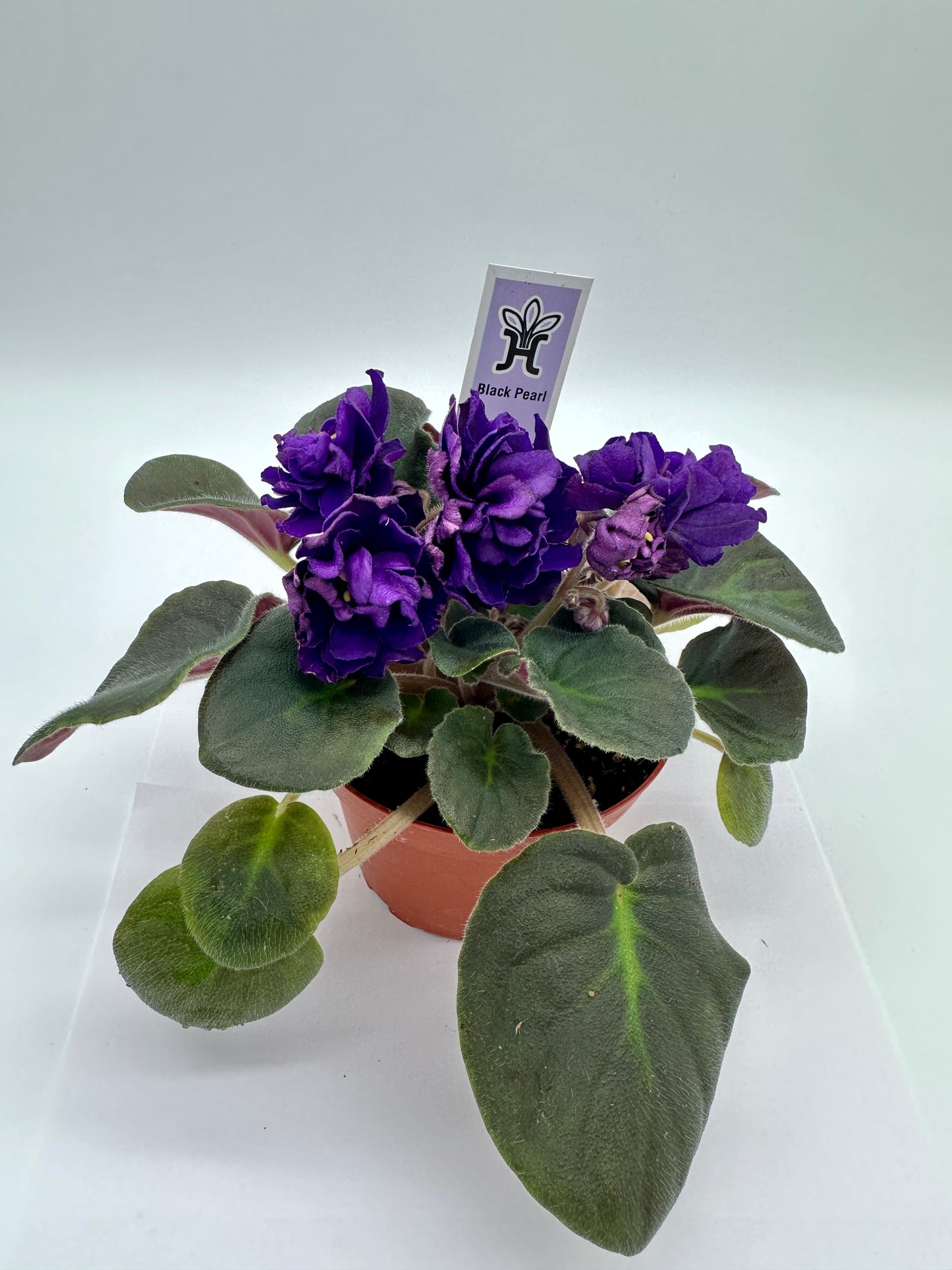 Black Pearl - Live African Violet 4"