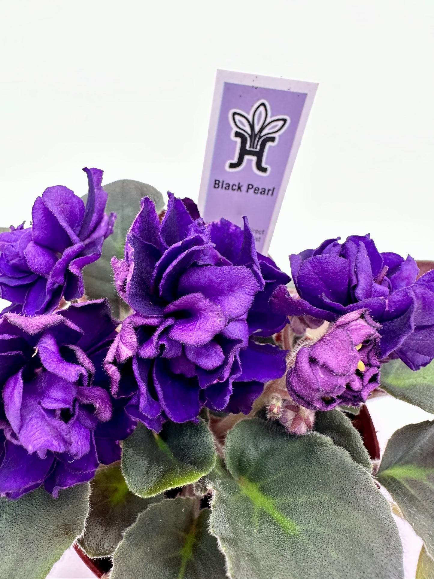 Black Pearl - Live African Violet 4"