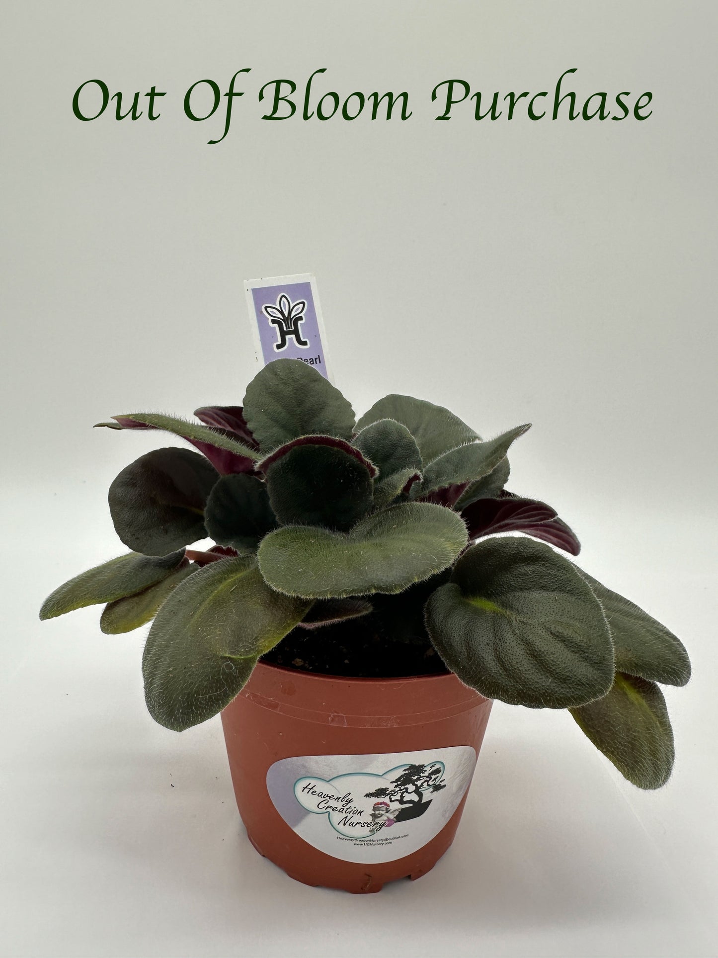 Black Pearl - Live African Violet 4"