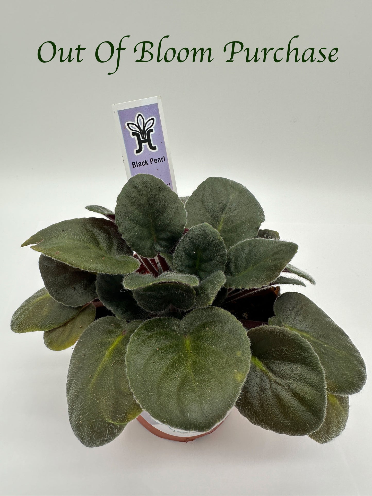 Black Pearl - Live African Violet 4"