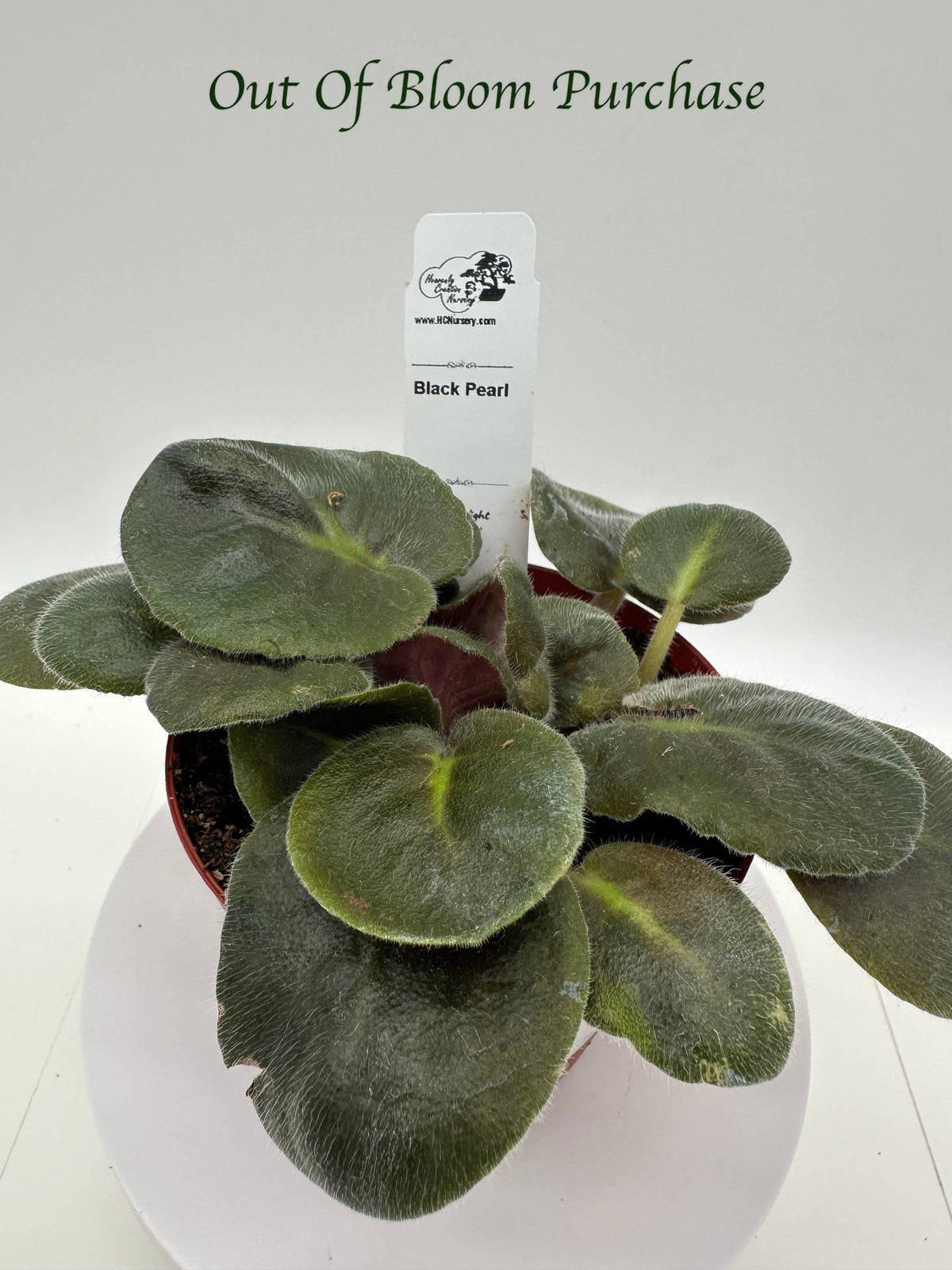 Black Pearl - Live African Violet 4"