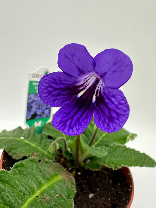 Blueberry Streptocarpus Ladyslipper (Cape Primrose) Live Plant in 4" nursery pot