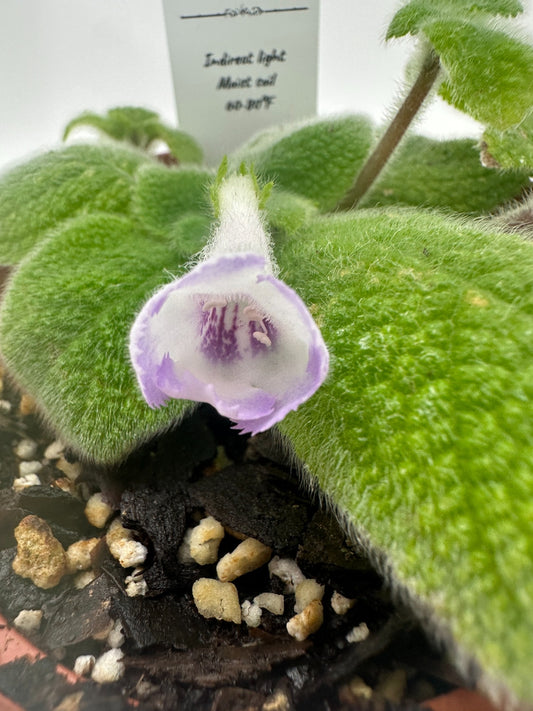 Blue Heaven - Live Episcia 4"