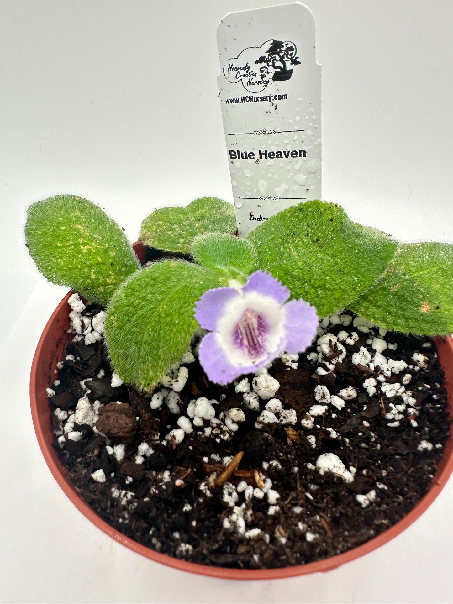 Blue Heaven - Live Episcia 4"