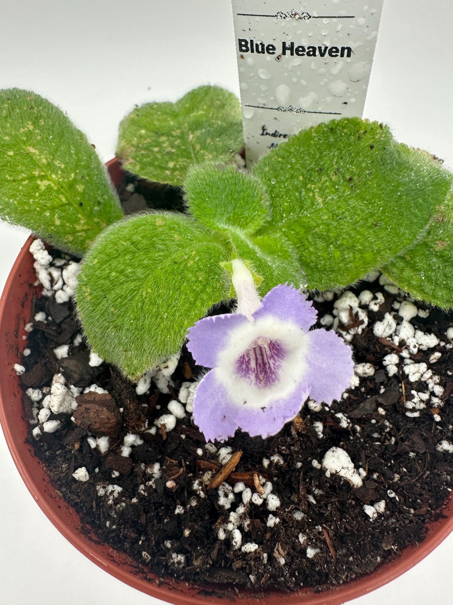 Blue Heaven - Live Episcia 4"