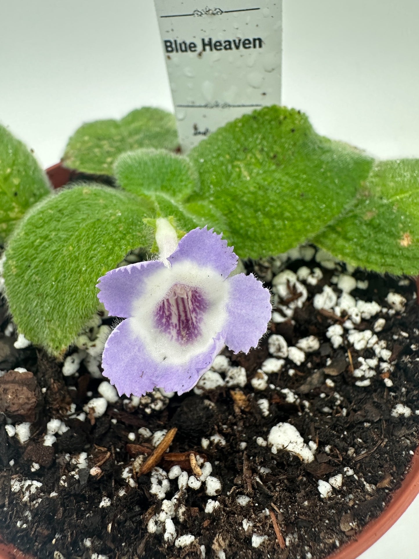 Blue Heaven - Live Episcia 4"