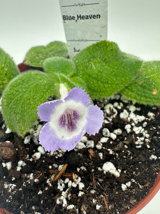 Blue Heaven - Live Episcia 4"