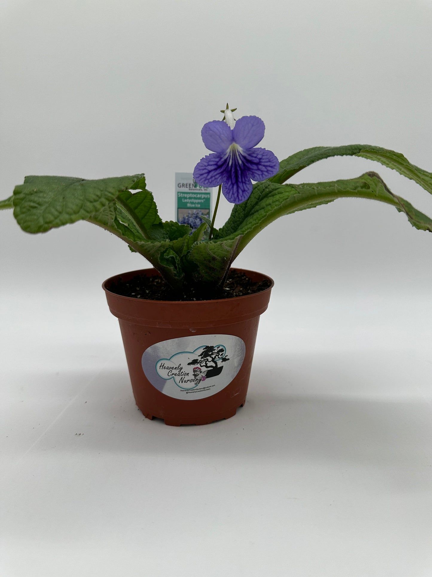 Blue Ice Streptocarpus Ladyslipper (Cape Primrose) Live Plant in 4" nursery pot