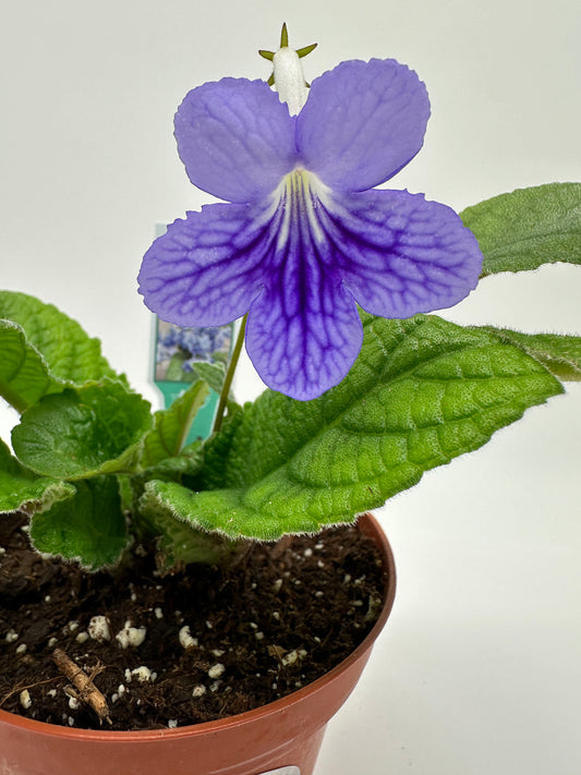 Blue Ice Streptocarpus Ladyslipper (Cape Primrose) Live Plant in 4" nursery pot