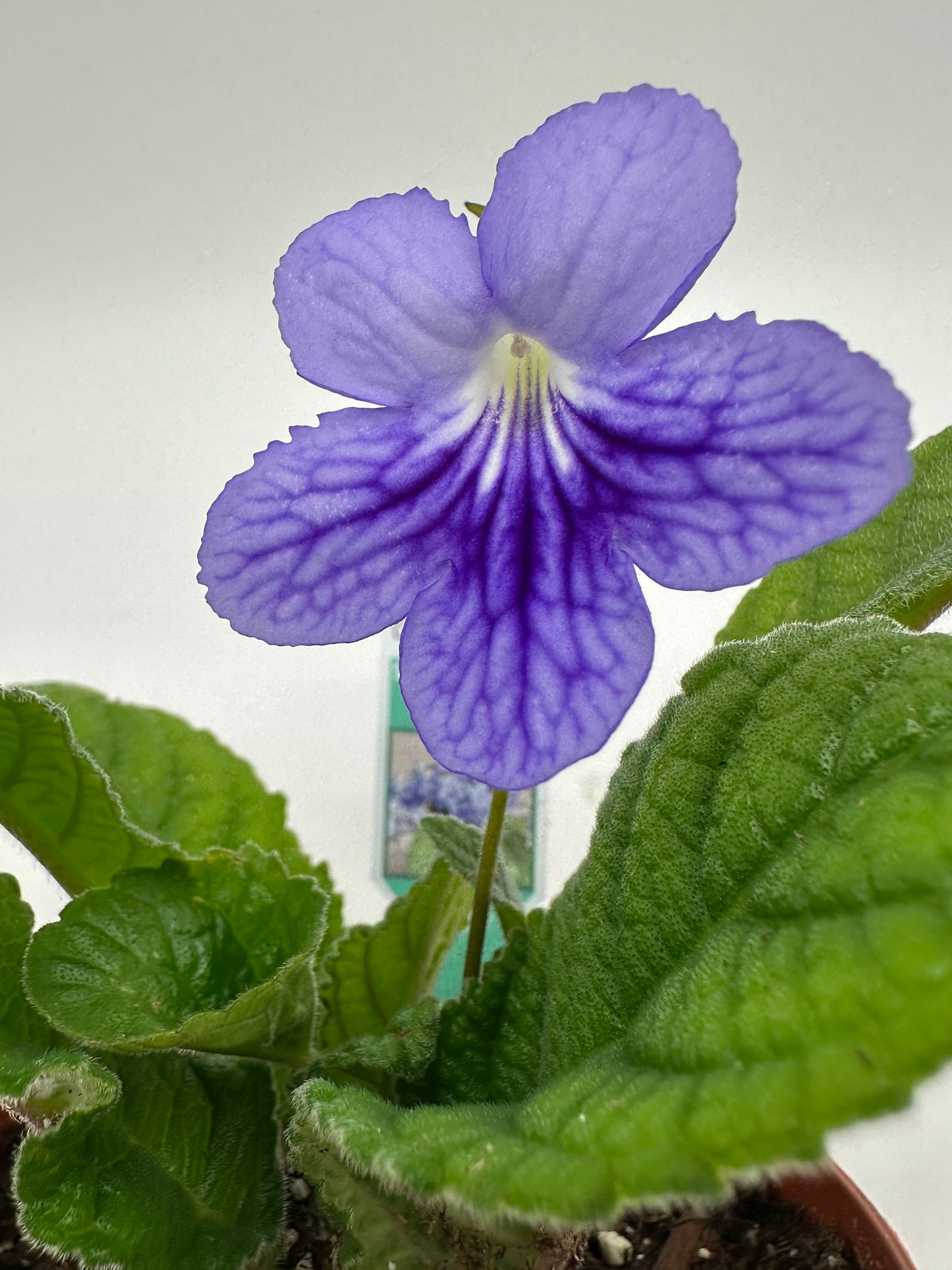 Blue Ice Streptocarpus Ladyslipper (Cape Primrose) Live Plant in 4" nursery pot