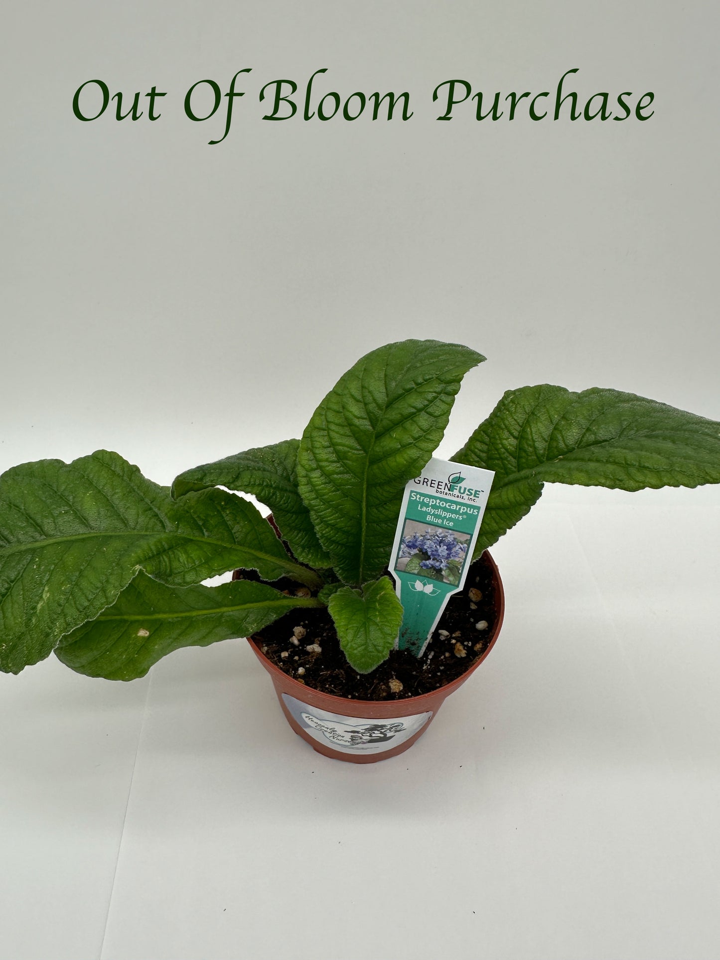 Blue Ice Streptocarpus Ladyslipper (Cape Primrose) Live Plant in 4" nursery pot