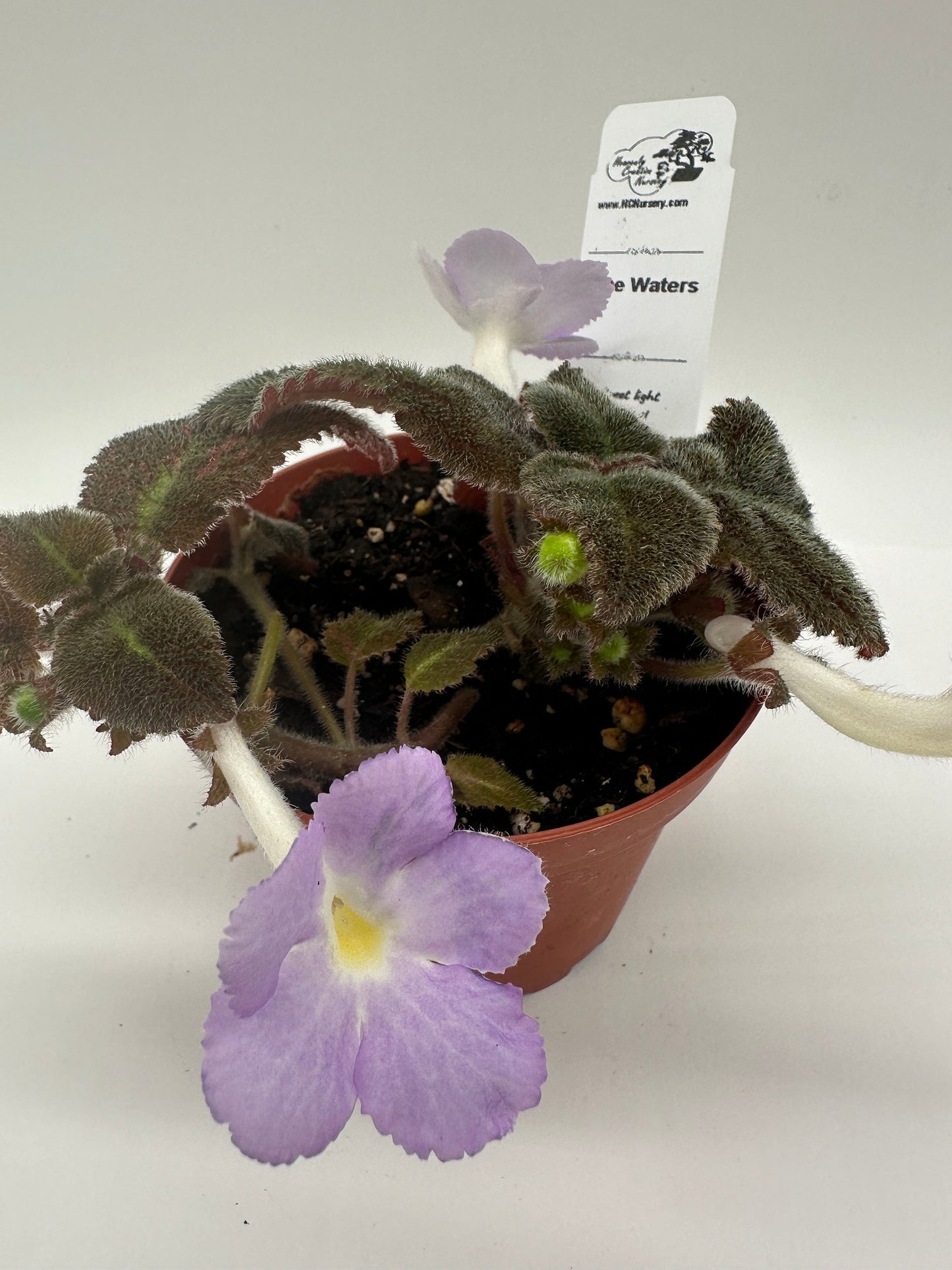 Blue Waters - Live Episcia 4"